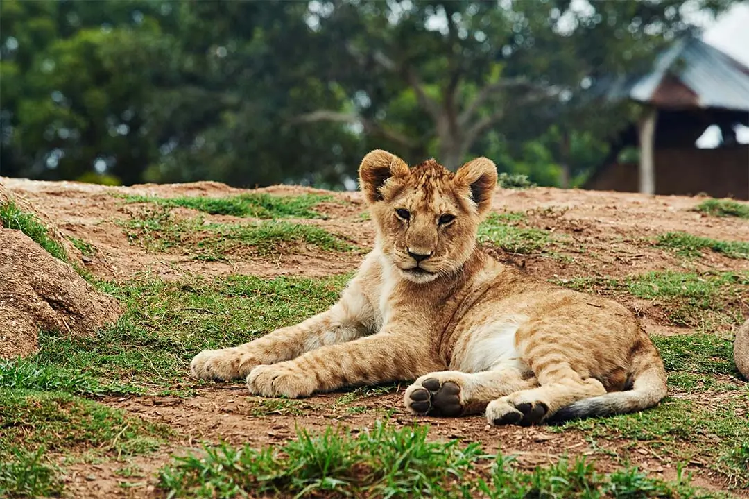 lion cub